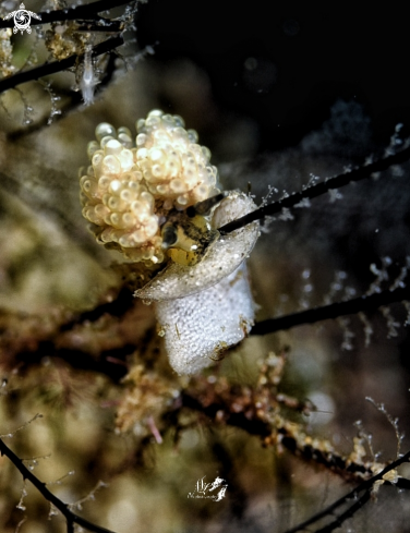 A Grape doto nudibranch 