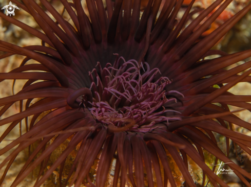 A Cylinder Anemone