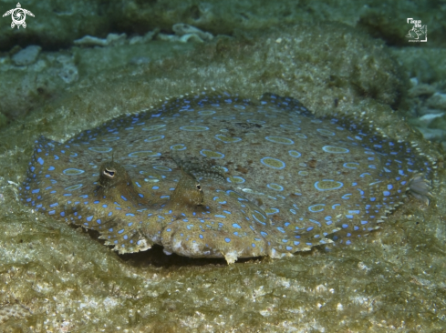 A Peacock Flounder