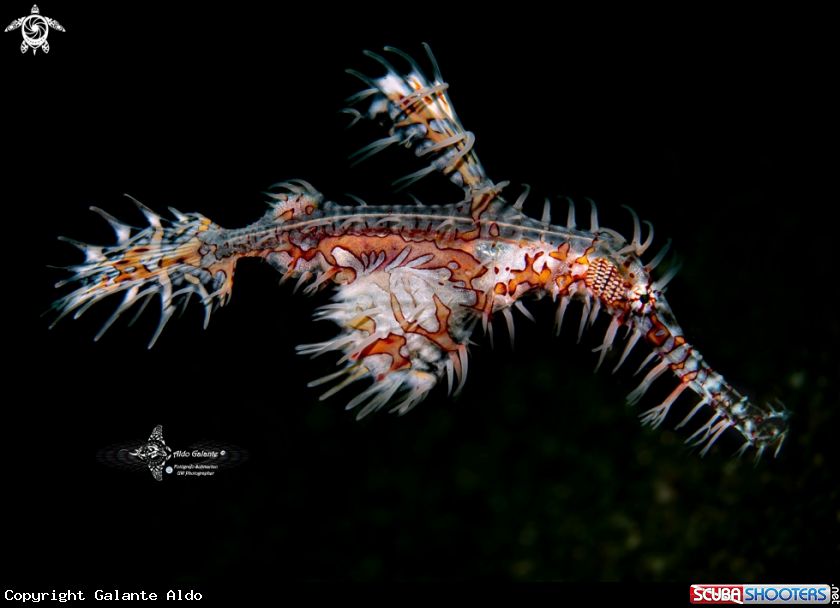A Ghost Pipefish