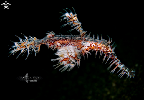 A Ghost Pipefish