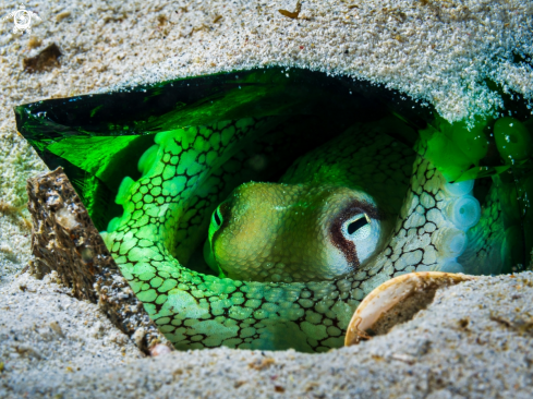 A Amphioctopus marginatus | Coconut Octopus