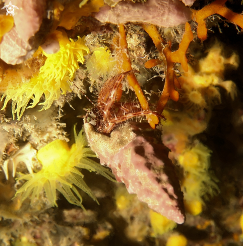 A Coenobita clypeatus | paguro bernardo