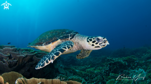 A Eretmochelys imbricata | Hawksbill Turtle