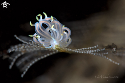 A Nudibranch Tenellia sp. 