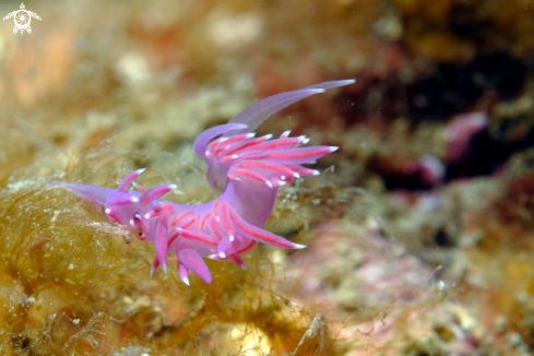 A Flabellina