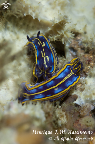 A Nudibranch