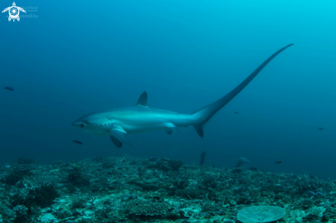 A Thresher shark