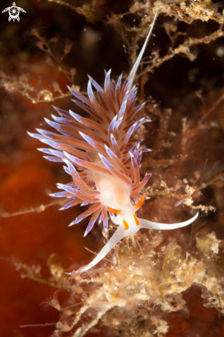 A Cratena peregrina | Cratena peregrina nudibranch