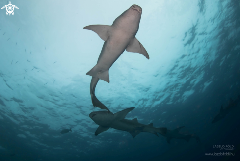 A Nurse Shark 