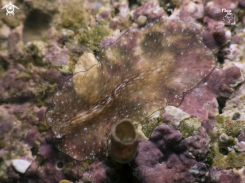 A Reticulated Flatworm