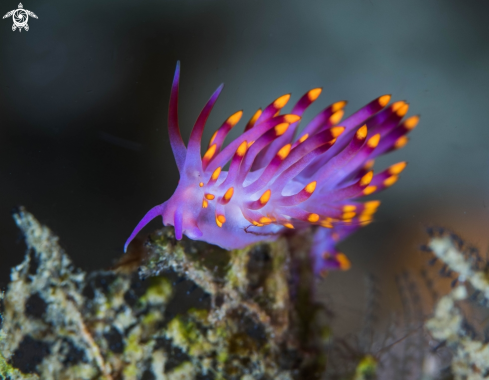 Nudibranch