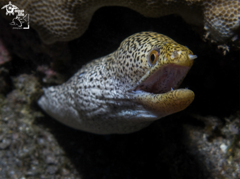 A Abbott's moray eel / Koreha Puhi