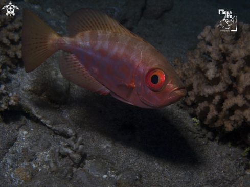 A Glass Bigeye / Mata uira