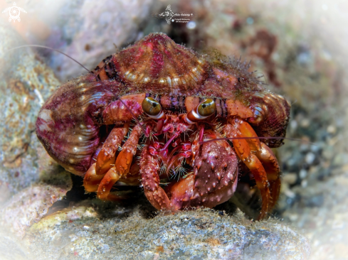 A Hermit Crab