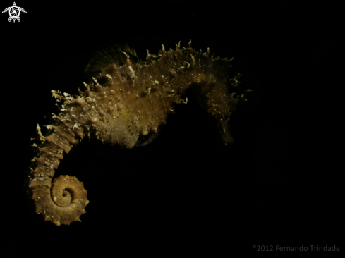 A Hippocampus guttulatus | Sea horse
