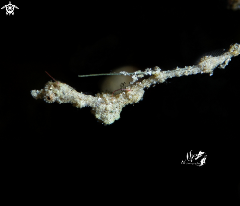 A Lembeh Sea Dragon 