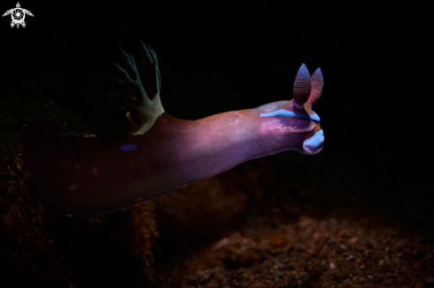 A NUDIBRANCH