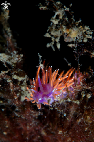 A Paraflabellian ischitana | Paraflabellian ischitana nudibranch