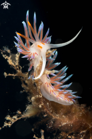 A Cratena Peregrina nudibranch