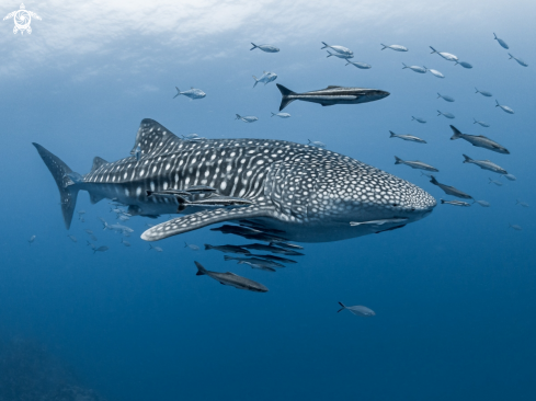 A Whale Shark