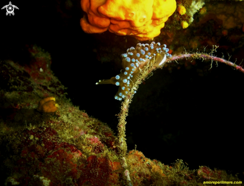 A Nudibranco