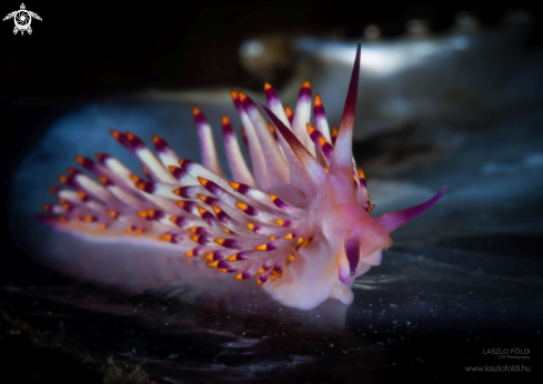 A Nudibranch