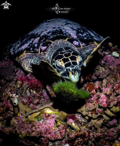 A Eretmochelys imbricata (Linnaeus, 1766)  | Hawksbill Turtle