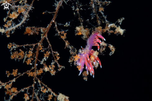 A Edmundsella pedata nudibranch