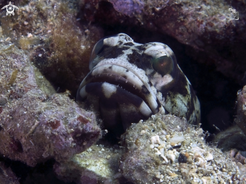 A Mottled Jawfish