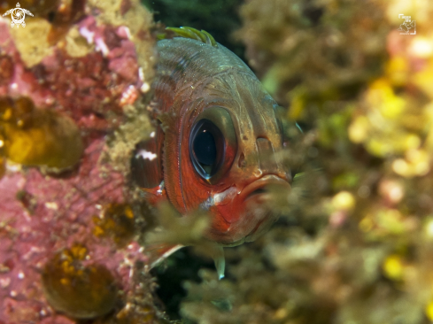 A Squirrelfish