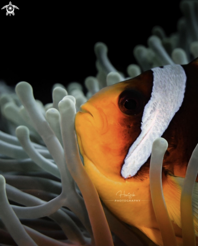 A Nemo - clown fish