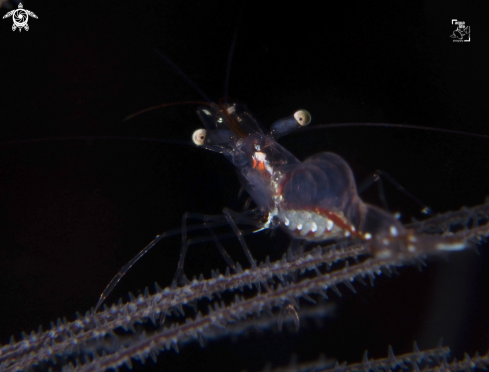 A Black Coral Shrimp