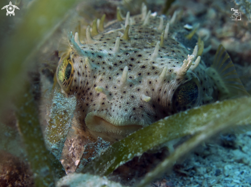 A Bridled Burrfish