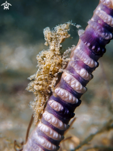 A Latreutes sp.  | Sea Pen Shrimp 