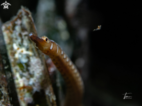 A Shortnosed Pipefish