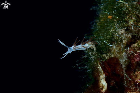 A Paraflabellina gabinierei nudibranch