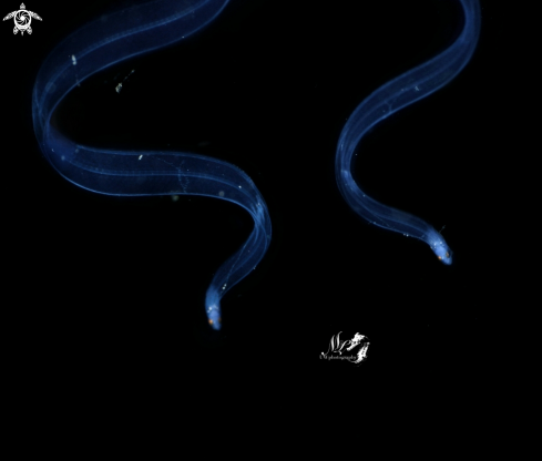 A Eel Larvae stage 