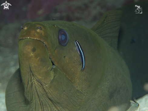 A Goby cleaning a Green Moray