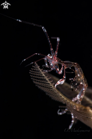 A Red-Strip Skeleton shrimp  (Protella similis)