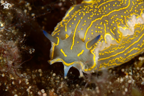 A Felimare picta | Felimare picta nudibranch