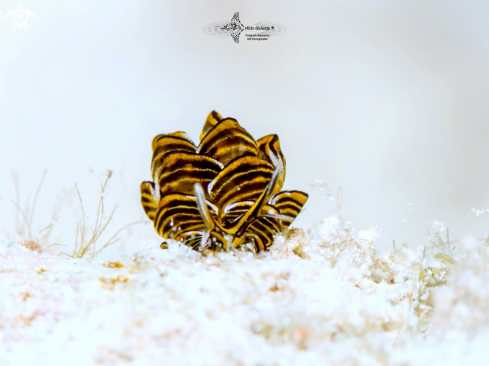 A Butterfly Seaslug