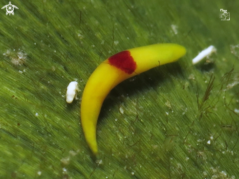 A Red Spot Banana Worm
