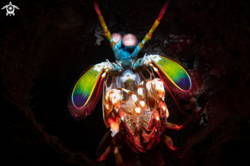 A mantis shrimp