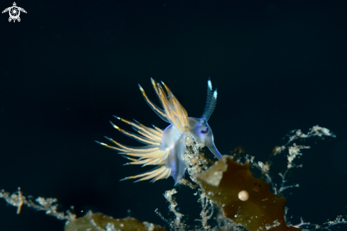 A Dondice trainitoi nudibranch