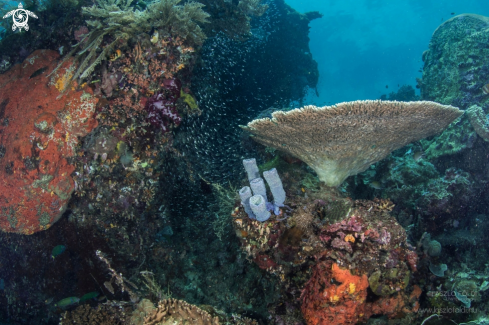 A Reef scene 