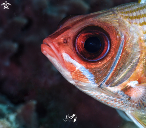 A Holocentrus adscensionis | Squirrelfish 