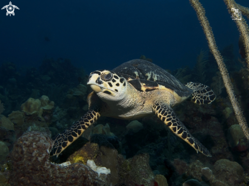 A Hawsbill Turtle