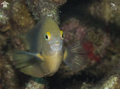 A Three Spot Damselfish