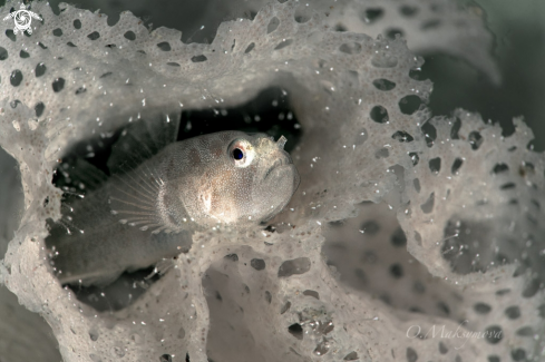 A Bryozoan goby (Sueviota bryozophila)